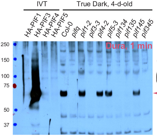 Western blot using polyclonal anti-PIF3 antibodies